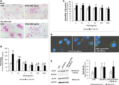 Exposure to Perfluoro-Octanoic Acid Associated With Upstream Uncoupling of the Insulin Signaling in Human Hepatocyte Cell Line